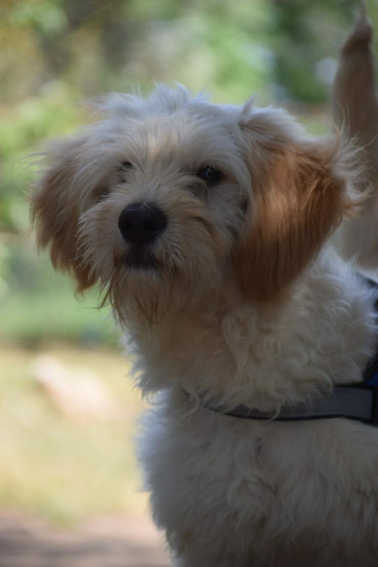Bild 4: Colin ist ein sehr lieber und freundlicher Hund.