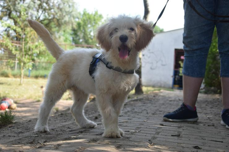 Bild 6: Colin ist ein sehr lieber und freundlicher Hund.