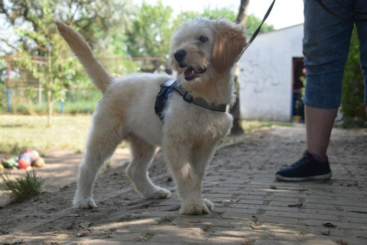 Bild 8: Colin ist ein sehr lieber und freundlicher Hund.