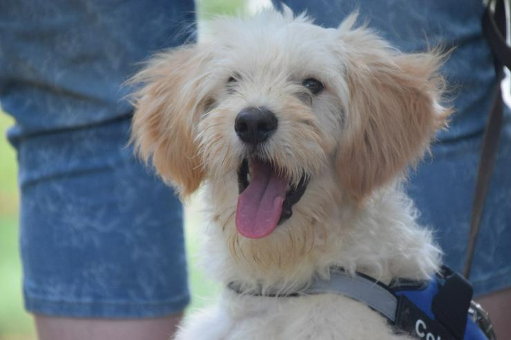 Colin ist ein sehr lieber und freundlicher Hund.