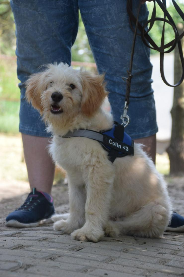 Bild 9: Colin ist ein sehr lieber und freundlicher Hund.