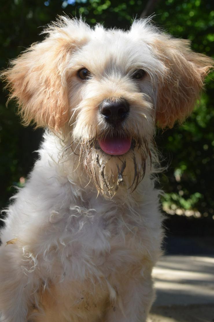 Bild 11: Colin ist ein sehr lieber und freundlicher Hund.