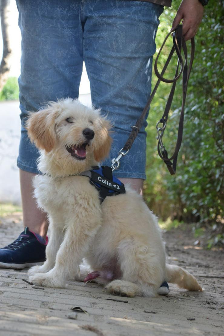 Bild 5: Colin ist ein sehr lieber und freundlicher Hund.