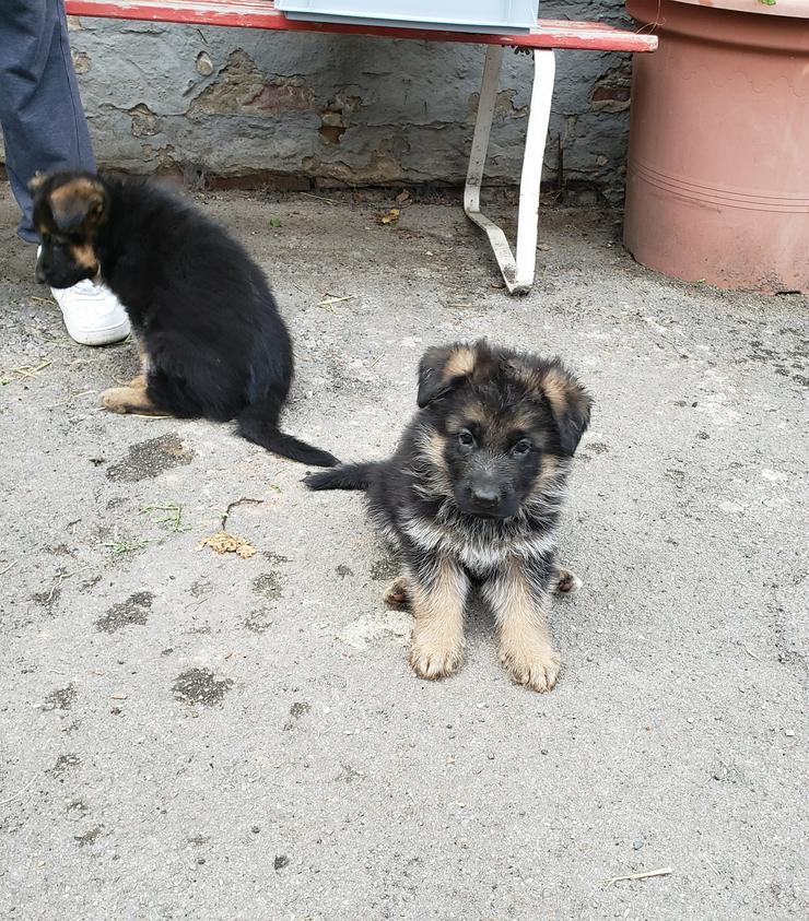 Deutscher Schäferhund Welpen