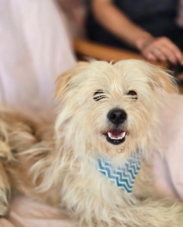 Bild 5: Malte – Kleiner Hund mit großem Herzen 