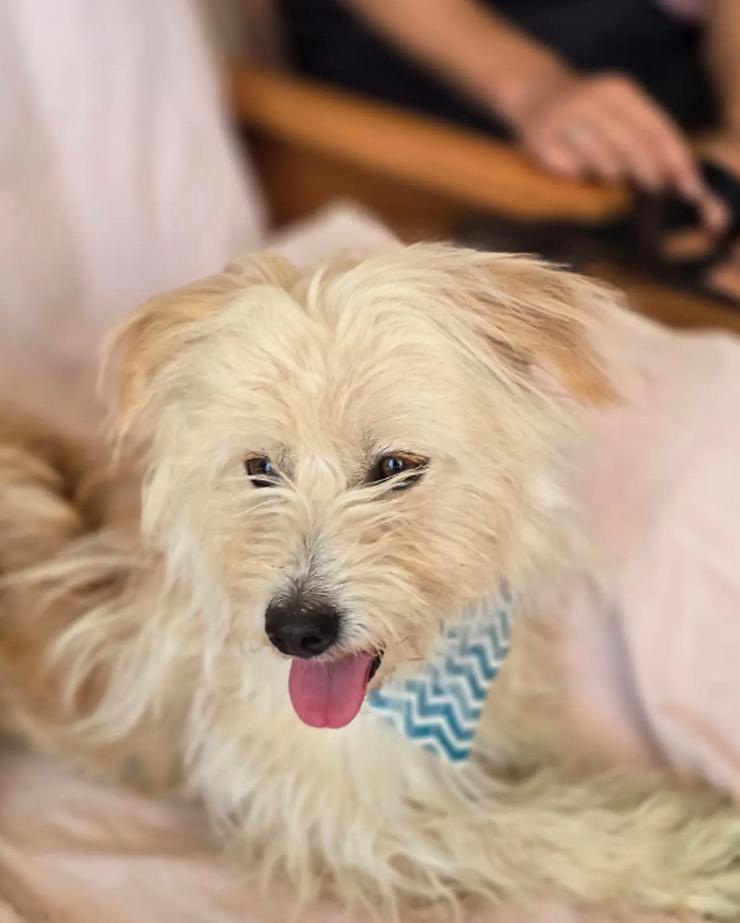 Bild 4: Malte – Kleiner Hund mit großem Herzen 