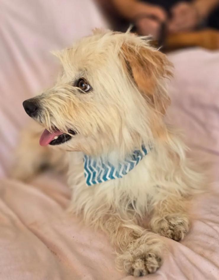 Malte – Kleiner Hund mit großem Herzen 