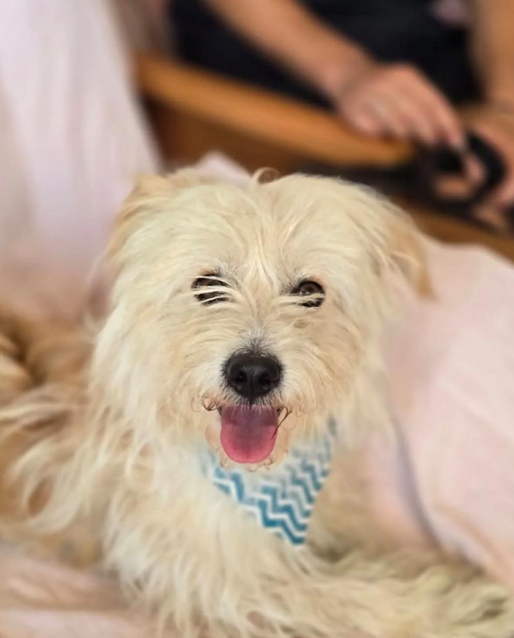 Bild 3: Malte – Kleiner Hund mit großem Herzen 