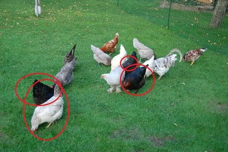 Bild 4: Olivleger F1 Bruteier (Silverudds Blå x Französische Marans) BE