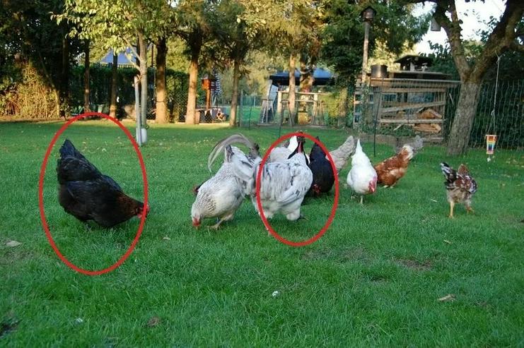 Bild 5: Olivleger F1 Bruteier (Silverudds Blå x Französische Marans) BE