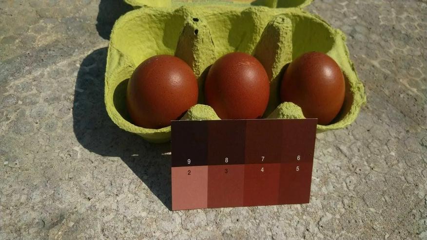 Olivleger F1 Bruteier (Silverudds Blå x Französische Marans) BE