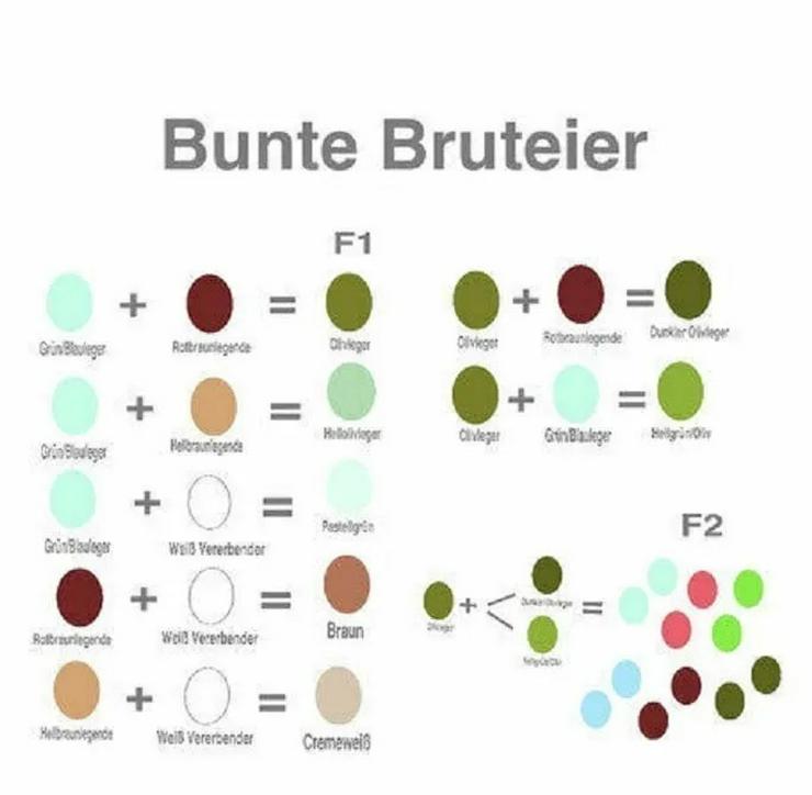 Bild 6: Olivleger F1 Bruteier (Silverudds Blå x Französische Marans) BE