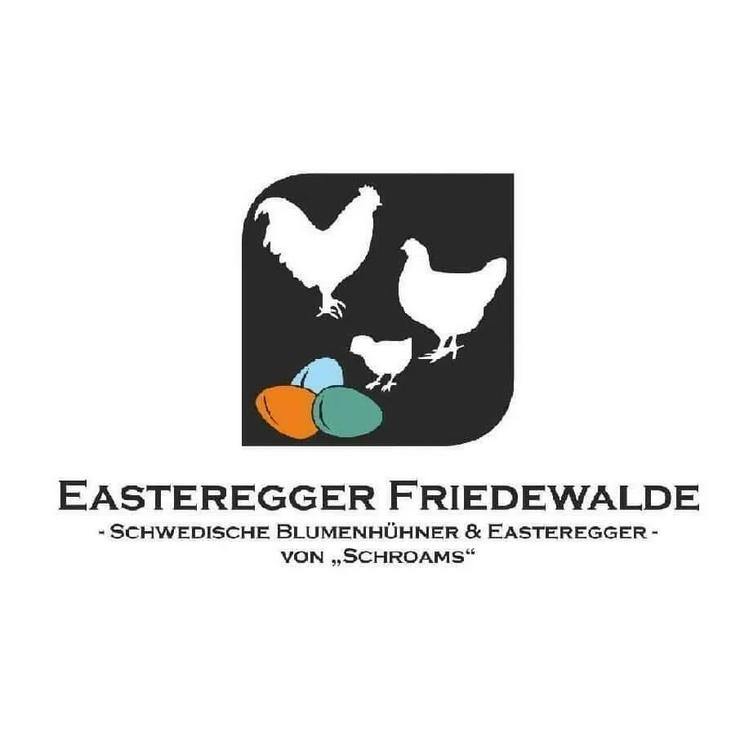 Bild 7: Olivleger F1 Bruteier (Silverudds Blå x Französische Marans) BE