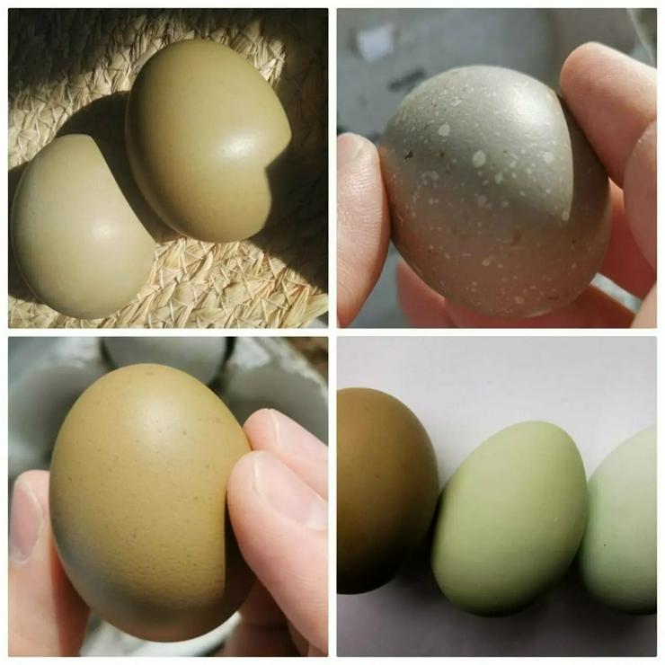 Bild 2: Olivleger F1 Bruteier (Silverudds Blå x Französische Marans) BE