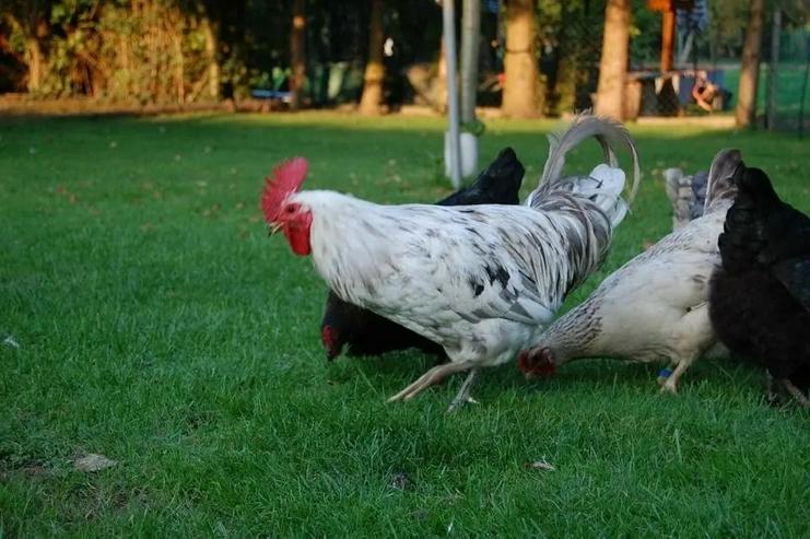Bild 3: Olivleger F1 Bruteier (Silverudds Blå x Französische Marans) BE