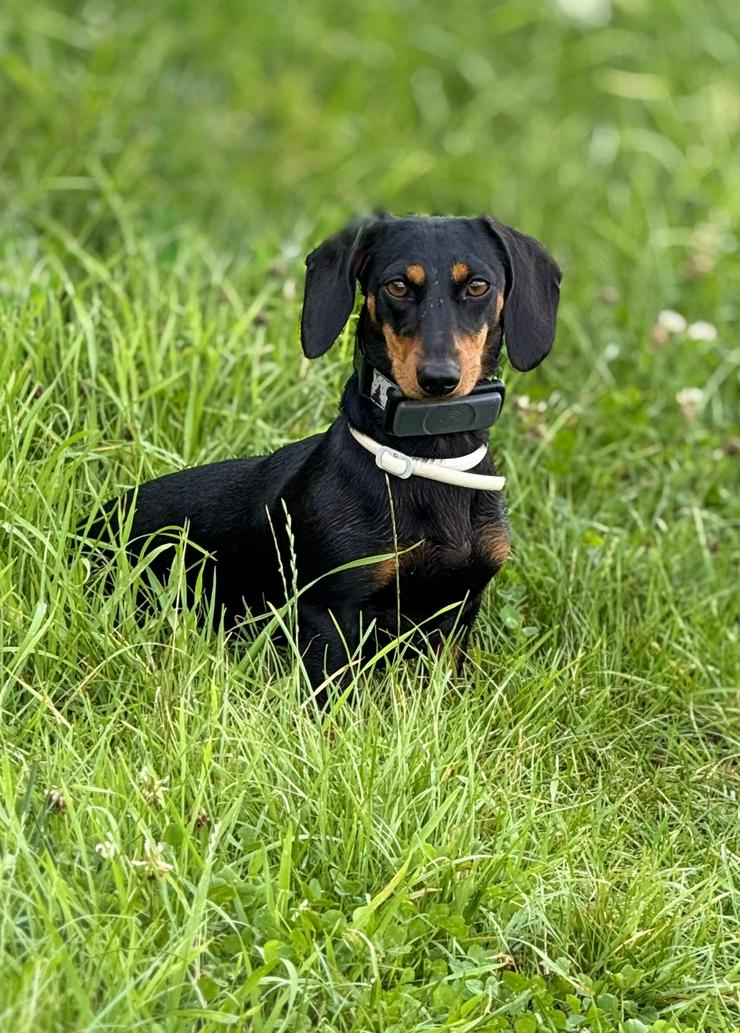 Lilly ist ein liebevolles, freundliches und anhängliches Mädchen.