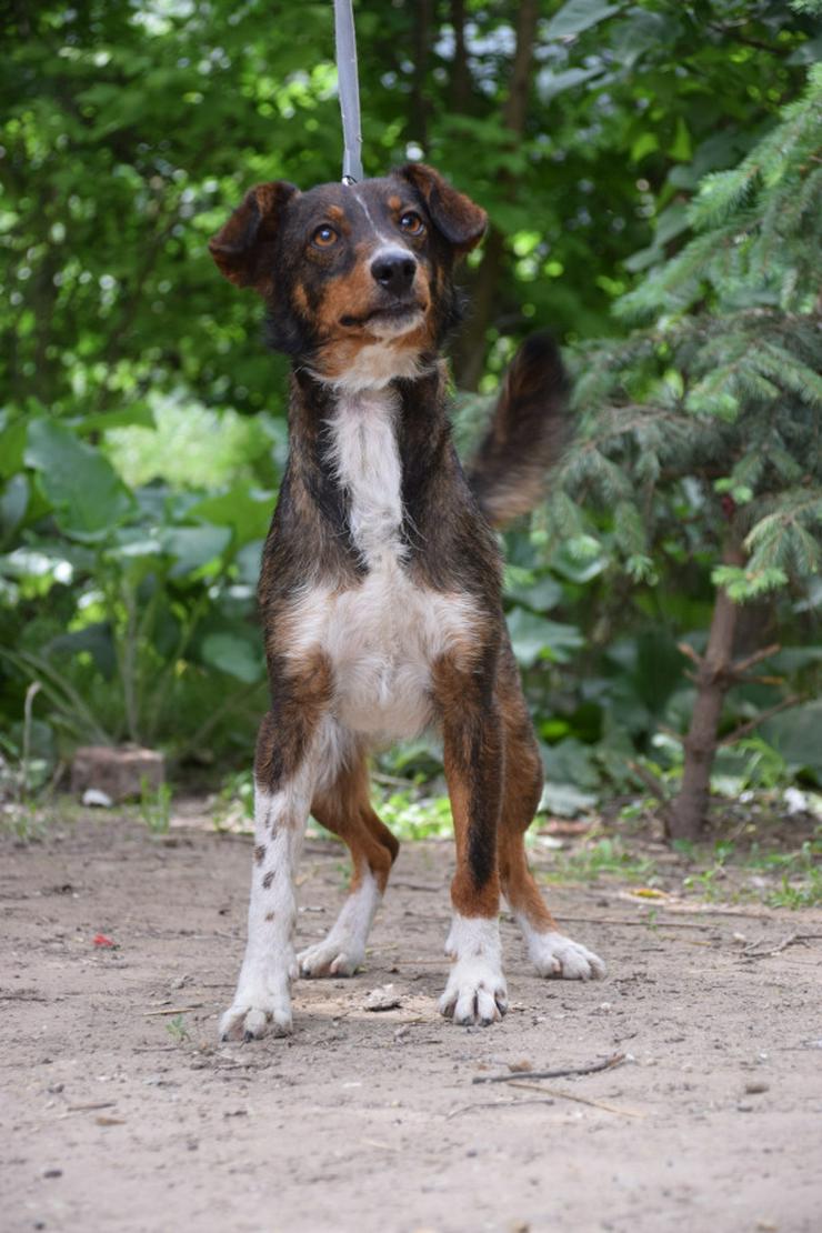 Bild 7: Joshi ist ein sehr lieber und freundlicher Hund mit einem foxterrierähnlichen Aussehen. 