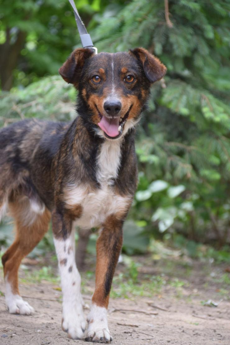 Joshi ist ein sehr lieber und freundlicher Hund mit einem foxterrierähnlichen Aussehen. 