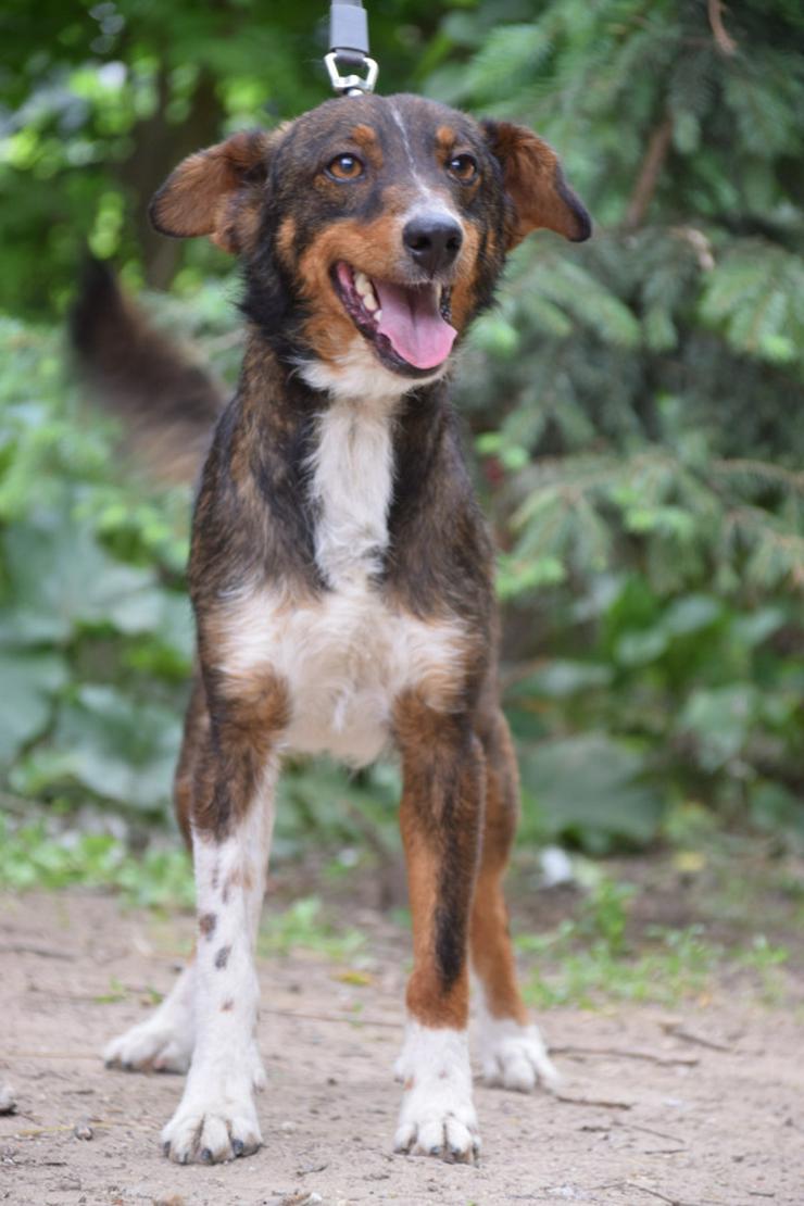 Bild 3: Joshi ist ein sehr lieber und freundlicher Hund mit einem foxterrierähnlichen Aussehen. 