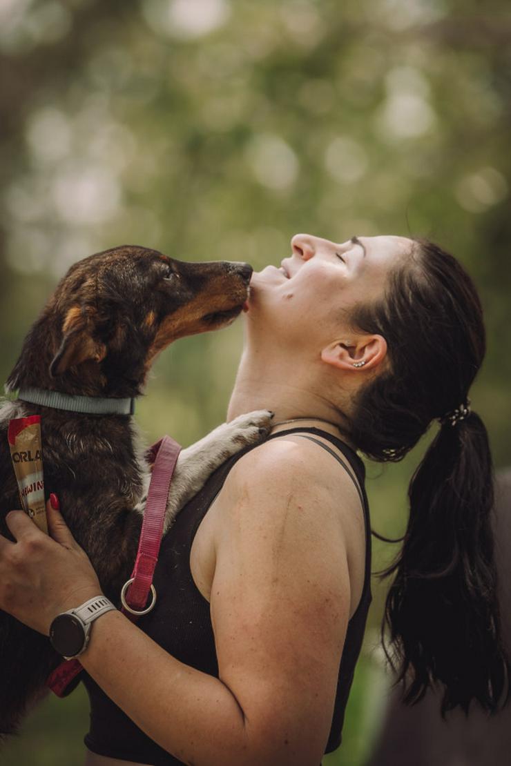 Bild 9: Joshi ist ein sehr lieber und freundlicher Hund mit einem foxterrierähnlichen Aussehen. 