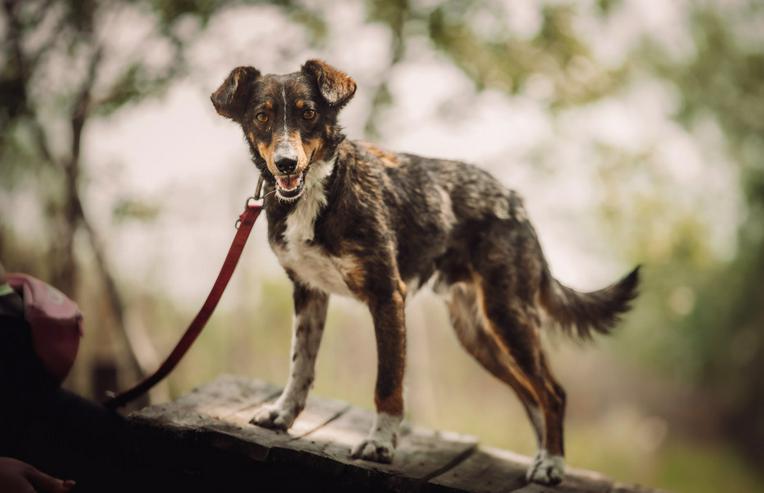 Bild 5: Joshi ist ein sehr lieber und freundlicher Hund mit einem foxterrierähnlichen Aussehen. 