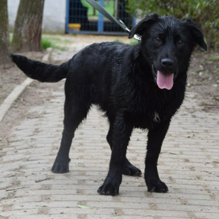 Bild 8: Sam ist ein Mischling aus Labrador und Gordon Setter.