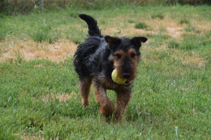 Bild 16: Tequila ist ein aktiver und verspielter Terrierjunge.