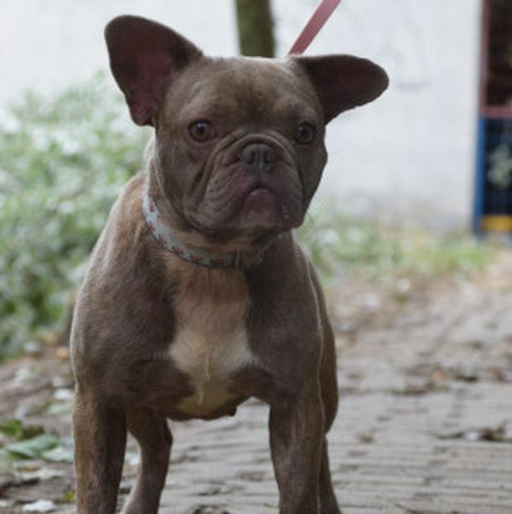 Bild 8: Lülü ist eine charmante französische Bulldogge.