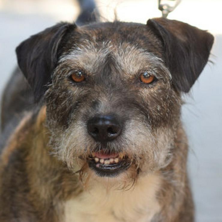 Bild 7: Miss Sophie ist eine bezaubernde Seniorin, die ein neues Zuhause sucht.
