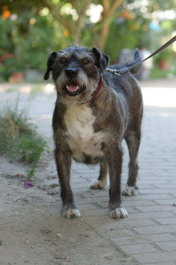 Bild 4: Miss Sophie ist eine bezaubernde Seniorin, die ein neues Zuhause sucht.