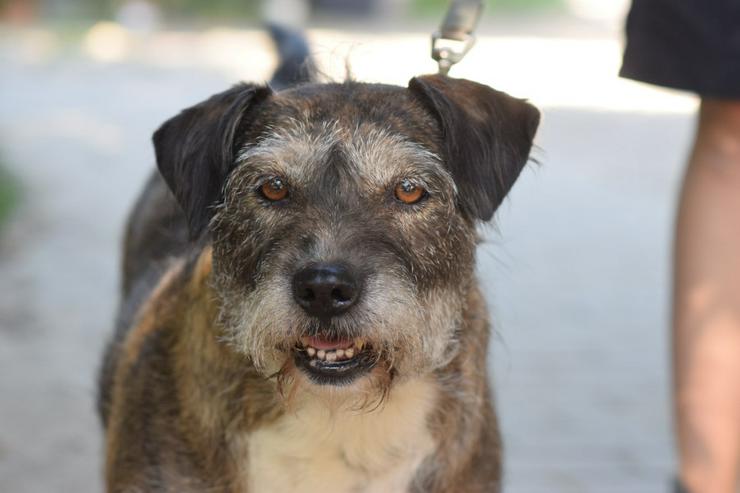 Miss Sophie ist eine bezaubernde Seniorin, die ein neues Zuhause sucht. - Mischlingshunde - Bild 1