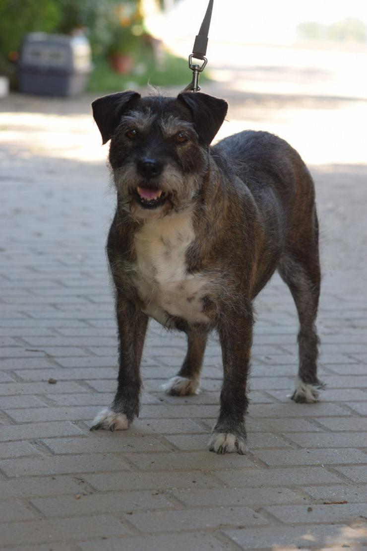 Bild 6: Miss Sophie ist eine bezaubernde Seniorin, die ein neues Zuhause sucht.