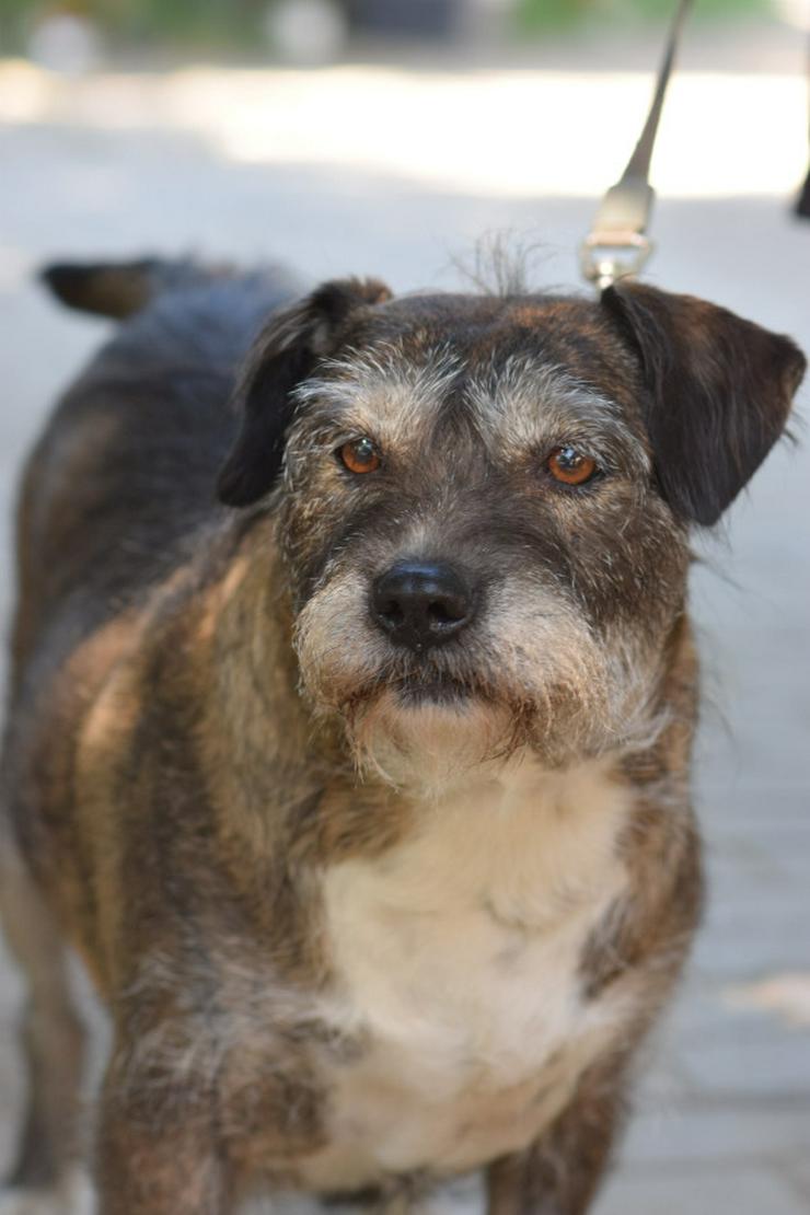 Bild 5: Miss Sophie ist eine bezaubernde Seniorin, die ein neues Zuhause sucht.
