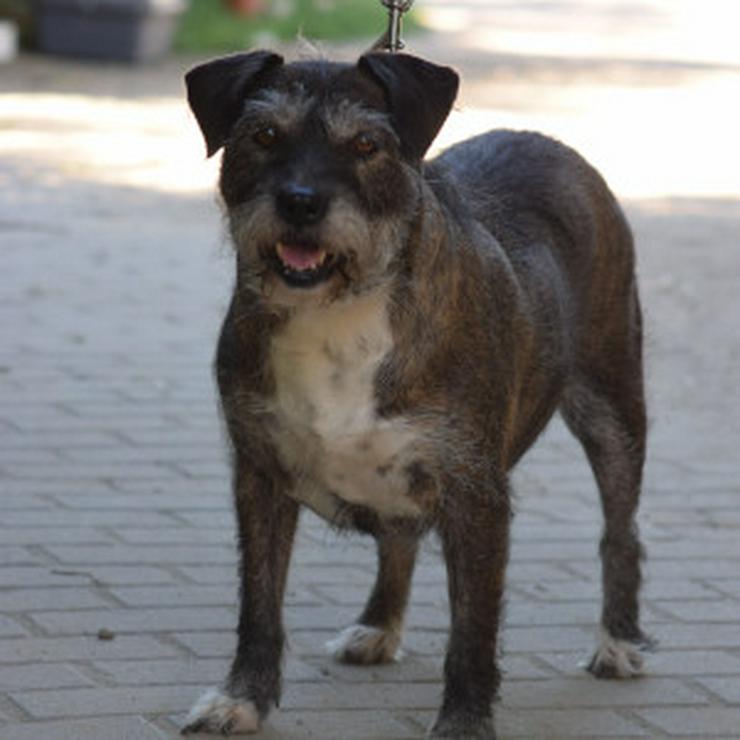 Bild 8: Miss Sophie ist eine bezaubernde Seniorin, die ein neues Zuhause sucht.