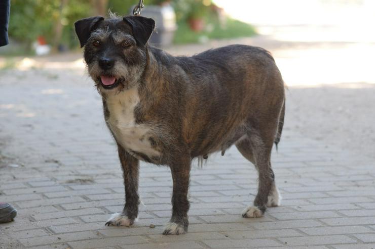 Bild 3: Miss Sophie ist eine bezaubernde Seniorin, die ein neues Zuhause sucht.