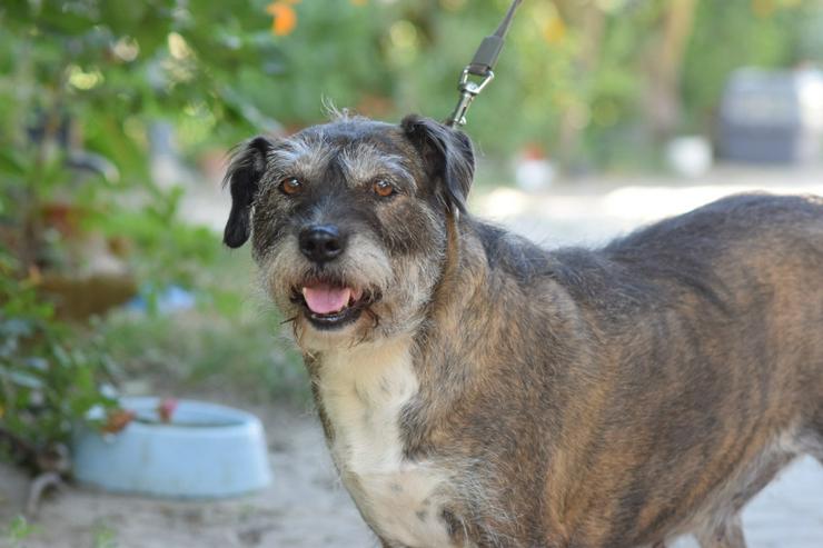 Bild 2: Miss Sophie ist eine bezaubernde Seniorin, die ein neues Zuhause sucht.