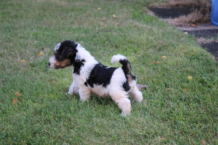 Bild 2: Foxterrier Welpen.