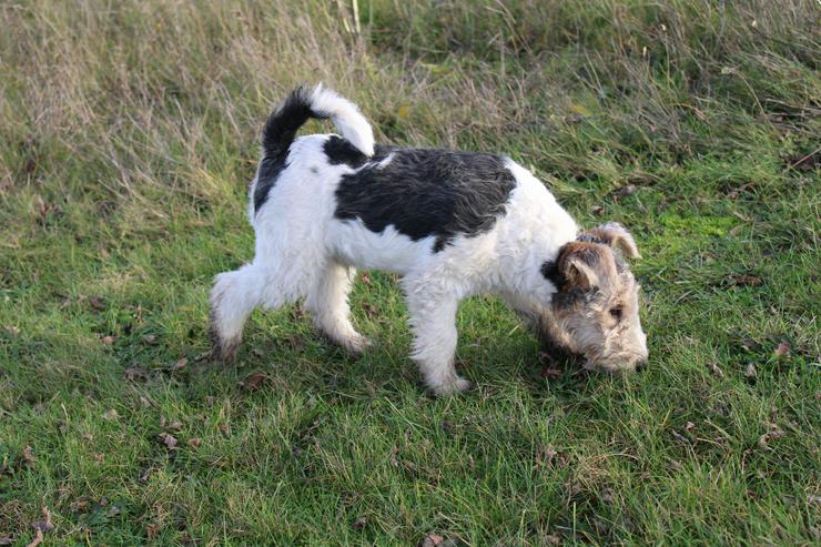 Bild 4: Foxterrier Welpen.