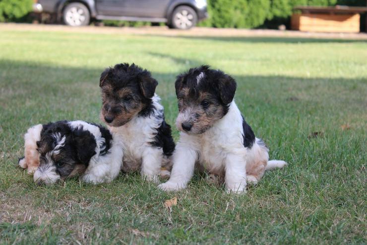 Foxterrier Welpen.