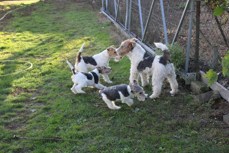 Foxterrier Welpen.