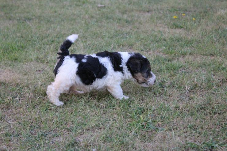 Bild 5: Foxterrier Welpen.