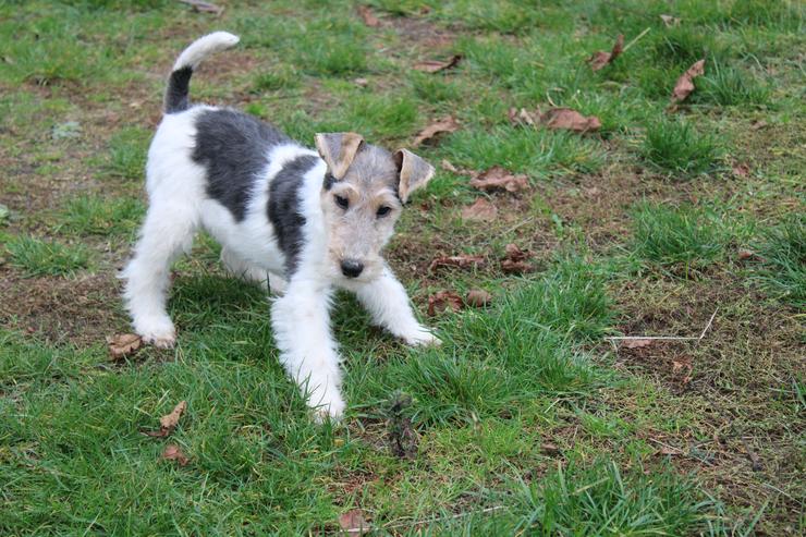 Bild 5: Foxterrier Welpen.