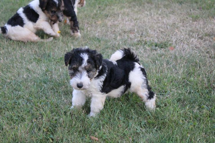 Bild 3: Foxterrier Welpen.
