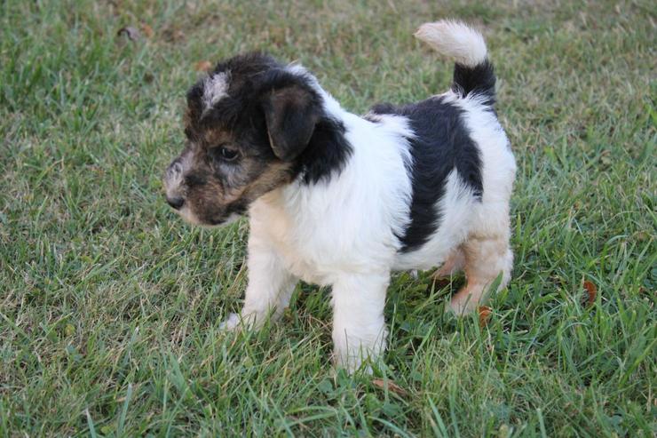 Bild 4: Foxterrier Welpen.
