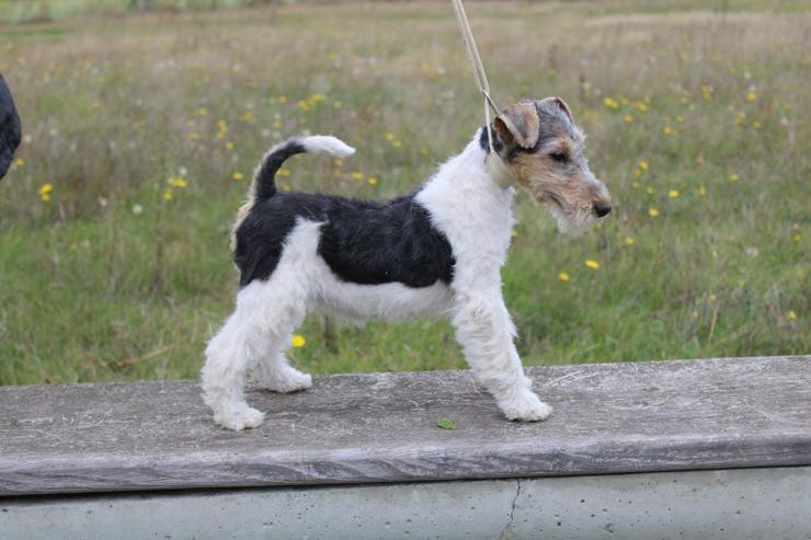 Foxterrier Welpen.