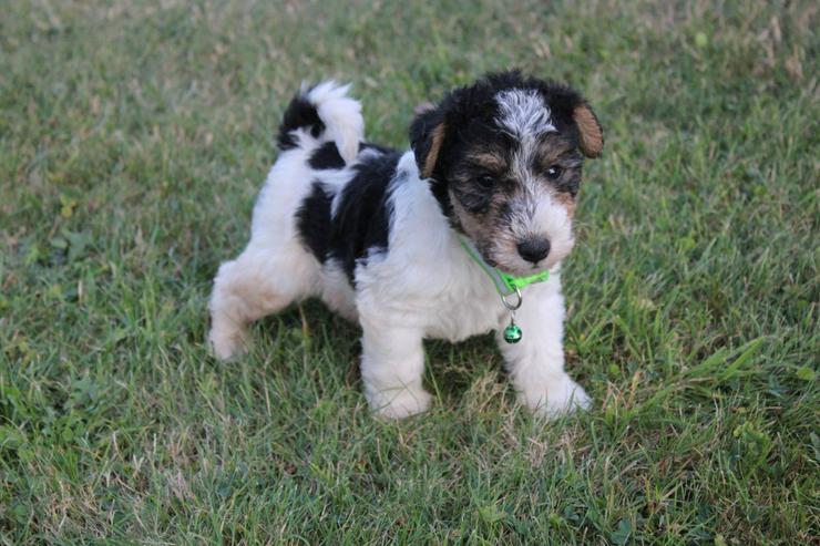Bild 6: Foxterrier Welpen.