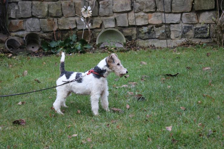 Foxterrier Welpen.