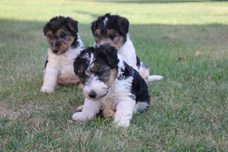Bild 7: Foxterrier Welpen.