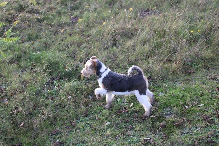 Bild 3: Foxterrier Welpen.