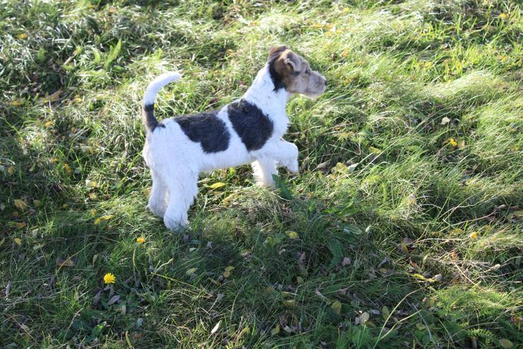Bild 2: Foxterrier Welpen.